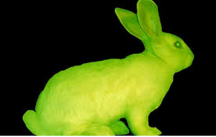 Rabbit 